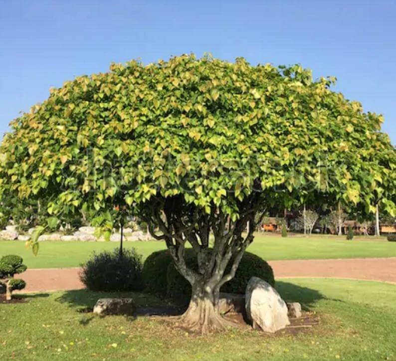 These 13 benefits are from the Peepal tree