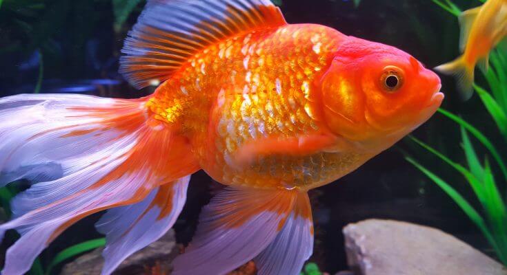 What is the scientific name of goldfish?